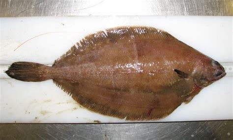 Witch righteye flounder